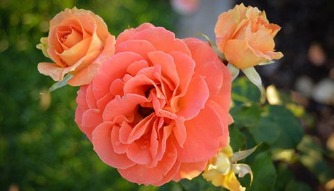 Mornington Botanical Rose Gardens - Accommodation Mermaid Beach 1