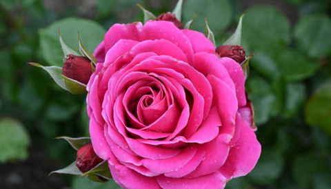 Mornington Botanical Rose Gardens - Accommodation Mermaid Beach 2