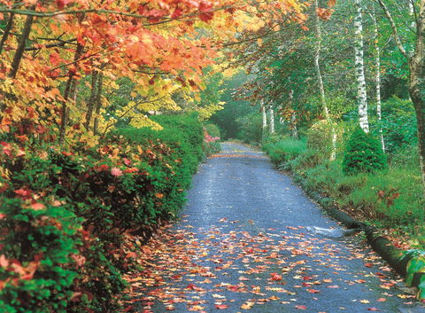 Mount Wilson And Mount Irvine - Accommodation Mermaid Beach 0