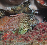 Nine Mile Reef Dive Site - Accommodation Mermaid Beach