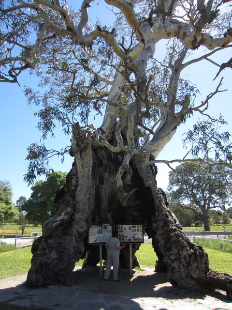 The Herbig Family Tree - Accommodation Mermaid Beach 0