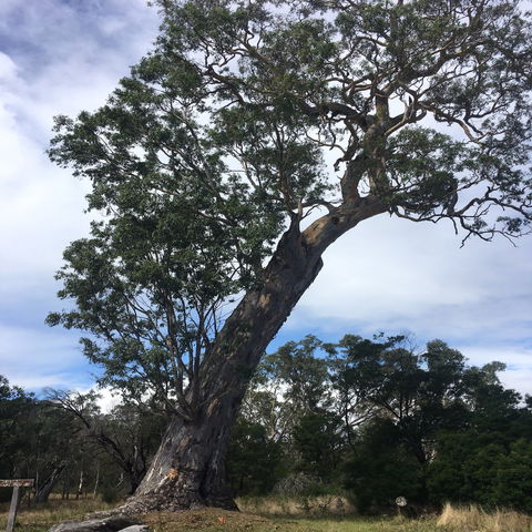 Bilston's Tree - Accommodation Mermaid Beach 0