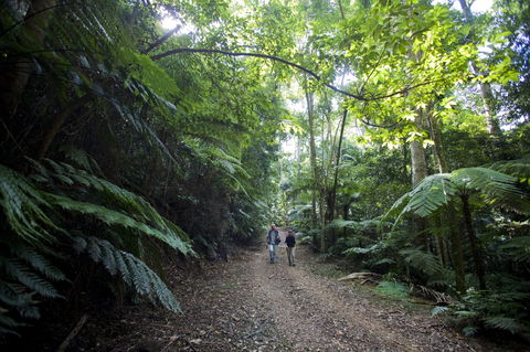 Booloumba Falls Walk, Conondale National Park - Accommodation Mermaid Beach 2