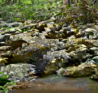 Booyong Walking Track - Accommodation Mermaid Beach