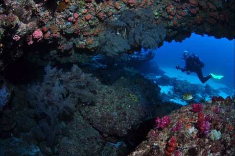 Hutchinson Shoal Dive Site - Accommodation Mermaid Beach 0