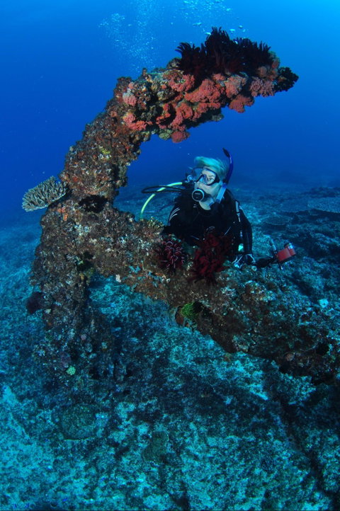 Hutchinson Shoal Dive Site - Accommodation Mermaid Beach 1
