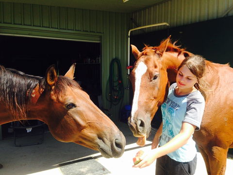 Iris Lodge Alpacas - Accommodation Mermaid Beach 0