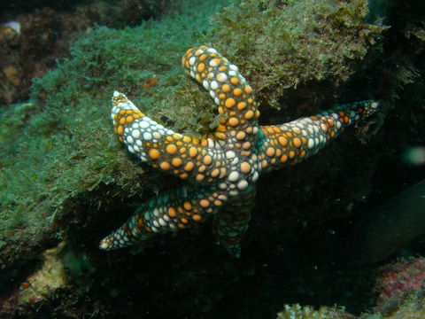 Mudjimba (Old Woman) Island Dive Site - Accommodation Mermaid Beach 0