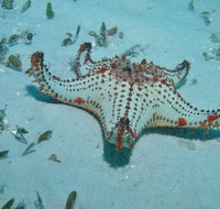 The Pines Dive Site - Accommodation Mermaid Beach