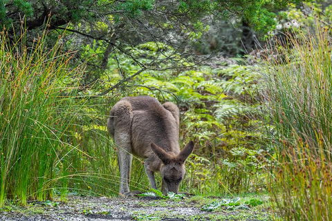 Beaches Of Eden Photographic Discovery Tours - Accommodation Mermaid Beach 11