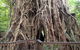 Barron Gorge And Kuranda National Park Half Day Rainforest And Waterfall 4WD Tour From Cairns - thumb 8