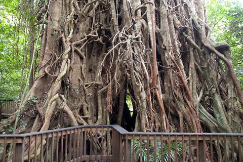 Barron Gorge And Kuranda National Park Half Day Rainforest And Waterfall 4WD Tour From Cairns - Accommodation Mermaid Beach 8