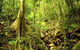 Barron Gorge And Kuranda National Park Half Day Rainforest And Waterfall 4WD Tour From Cairns - thumb 6
