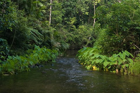Barron Gorge And Kuranda National Park Half Day Rainforest And Waterfall 4WD Tour From Cairns - Accommodation Mermaid Beach 9