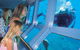 Helicopter And Cruise Packages From Port Douglas - thumb 3