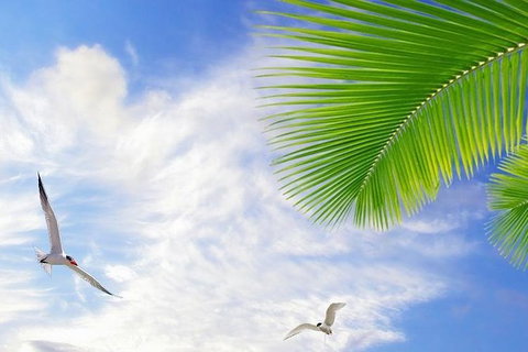 Airport Transfer - Mission Beach To Cairns Airport - Accommodation Mermaid Beach 4