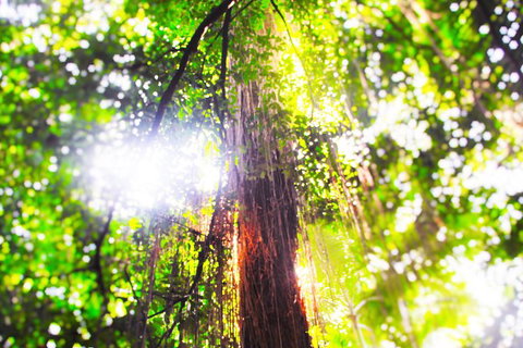 Airport Transfer - Mission Beach To Cairns Airport - Accommodation Mermaid Beach 1