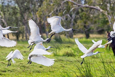 Reef, Wildlife & Rainforest - Reef & Beyond Guided Holidays - Accommodation Mermaid Beach 1