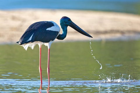Daintree River Sunset Cruise - Accommodation Mermaid Beach 8
