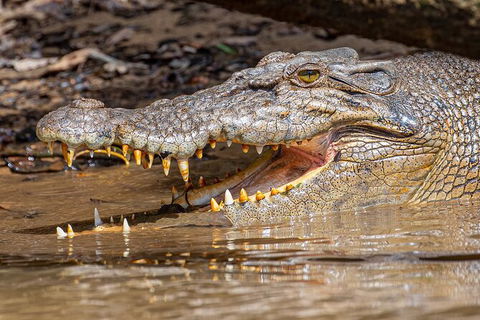 Daintree River Sunset Cruise - Accommodation Mermaid Beach 6