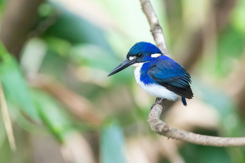 Daintree River Sunset Cruise - Accommodation Mermaid Beach 10