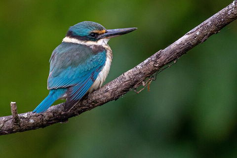 Daintree River Sunset Cruise - Accommodation Mermaid Beach 5