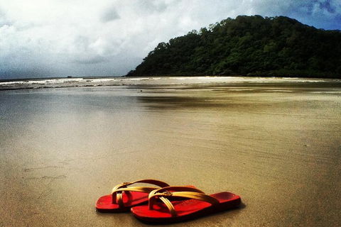Daintree And Cape Tribulation Full Day Guided Tour - Accommodation Mermaid Beach 7