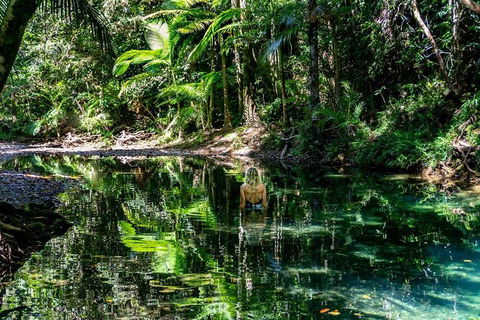 Daintree And Cape Tribulation Full Day Guided Tour - Accommodation Mermaid Beach 8