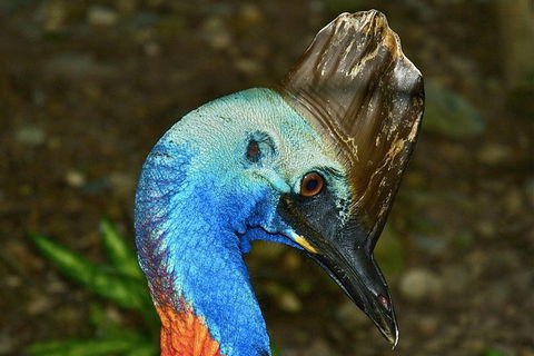 Daintree And Cape Tribulation Full Day Guided Tour - Accommodation Mermaid Beach 3