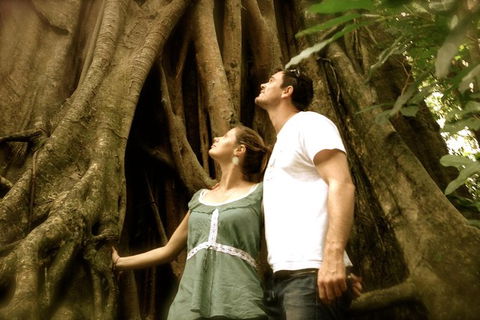 Daintree And Cape Tribulation Full Day Guided Tour - Accommodation Mermaid Beach 0