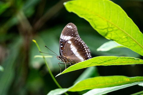 Daintree And Cape Tribulation Full Day Guided Tour - Accommodation Mermaid Beach 6