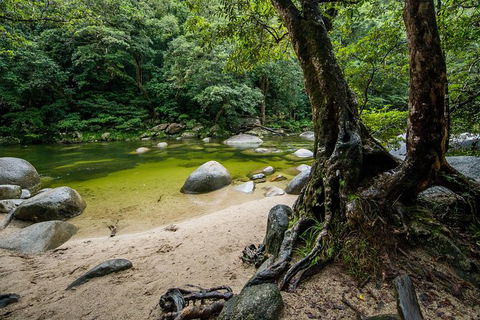 Daintree And Cape Tribulation Full Day Guided Tour - Accommodation Mermaid Beach 5