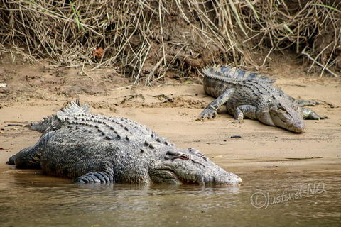 Daintree And Cape Tribulation Full Day Guided Tour - Accommodation Mermaid Beach 2
