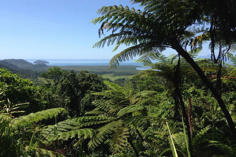 Daintree And Cape Tribulation Full Day Guided Tour - Accommodation Mermaid Beach 1