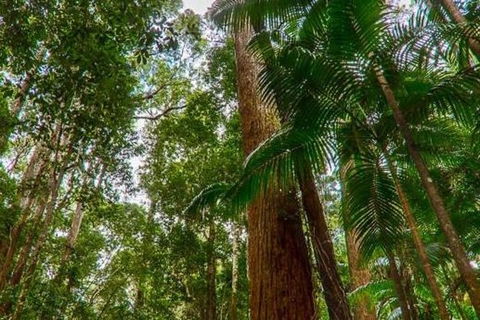 3-Day Fraser Island Hiking And 4WD Adventure From Hervey Bay - Accommodation Mermaid Beach 1