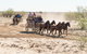 Cobb And Co Stagecoach Experience - thumb 4