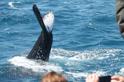 Half-Day Whale Watching In Urangan - Accommodation Mermaid Beach 2