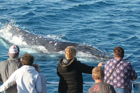 Half-Day Whale Watching In Urangan - Accommodation Mermaid Beach 5