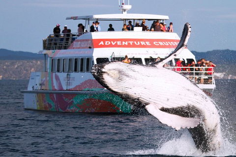 Half-Day Whale Watching In Urangan - Accommodation Mermaid Beach 0