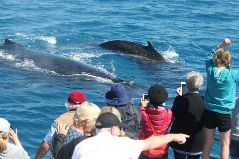 Half-Day Whale Watching In Urangan - Accommodation Mermaid Beach 4