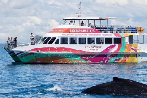 Half-Day Whale Watching In Urangan - Accommodation Mermaid Beach 1