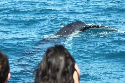Half-Day Whale Watching In Urangan - Accommodation Mermaid Beach 7
