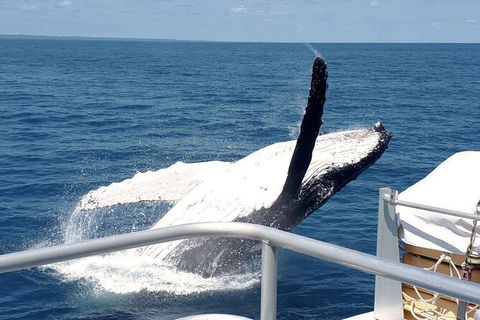 Half-Day Whale Watching In Urangan - Accommodation Mermaid Beach 3