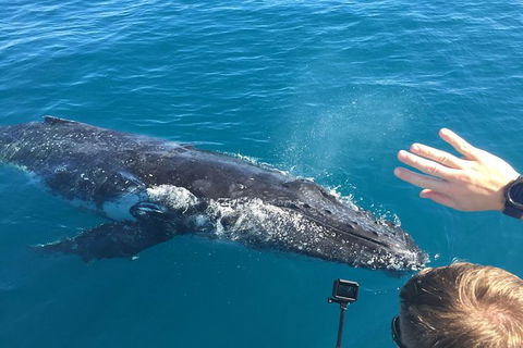 Half-Day Whale Watching In Urangan - Accommodation Mermaid Beach 6