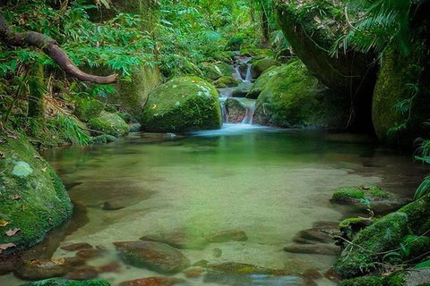 SHUTTLE - Mossman Gorge & Cooya Beach From Port Douglas (Return Transfer) - Accommodation Mermaid Beach 2