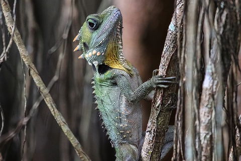 Mossman Gorge Adventure Day - Accommodation Mermaid Beach 3