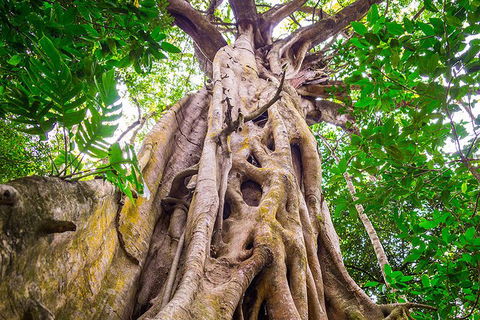 Mossman Gorge Adventure Day - Accommodation Mermaid Beach 5