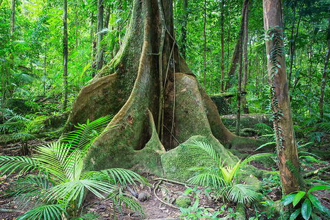 Mossman Gorge Adventure Day - Accommodation Mermaid Beach 1