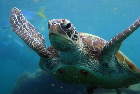 2 Night Whitsunday Islands Cruise On Atlantic Clipper From Airlie Beach - Accommodation Mermaid Beach 6