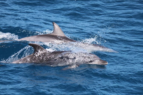 Sandy Straits Scenic & Wildlife Cruise - Accommodation Mermaid Beach 1